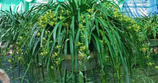 Lan Trần Mộng siêu rẻ, 20 nghìn/cành hoa dài cả mét Lan Trần Mộng siêu rẻ, 20 nghìn/cành hoa dài cả mét