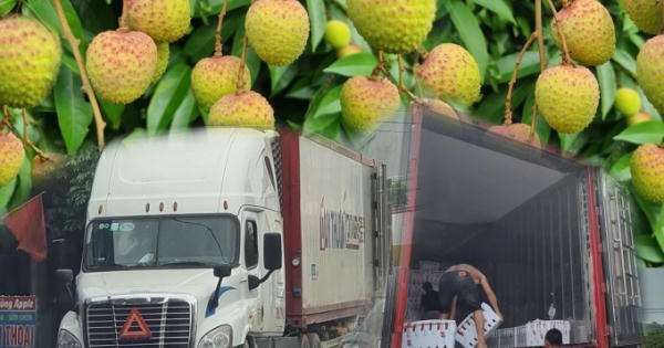 Vải sớm vào mùa, xe Container ùn tắc nhiều ngả đường ở Tân Yên