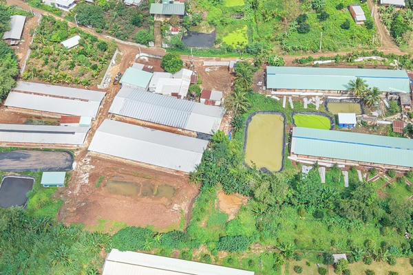 Đồng Nai: Trại heo vẫn “bốc mùi” sau khi được chính quyền kiểm tra