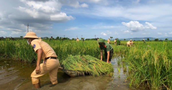 Các chiến sĩ Công an xuống đồng giúp dân gặt lúa hè thu chạy bão số 5