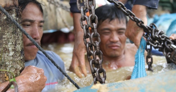 Hình ảnh xúc động: Hàng trăm người dân trằm mình cứu lúa Hình ảnh xúc động: Hàng trăm người dân trằm mình cứu lúa
