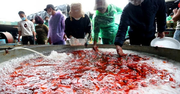 Tấp nập chợ cá lớn nhất Hà Nội trước ngày ông Công ông Táo Tấp nập chợ cá lớn nhất Hà Nội trước ngày ông Công ông Táo