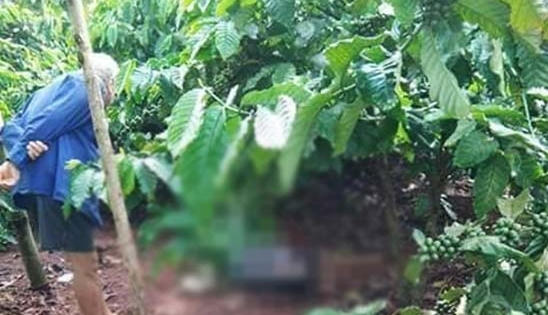 Đắk Lắk: Tá hỏa phát hiện thi thể người đàn ông trong rẫy cà phê