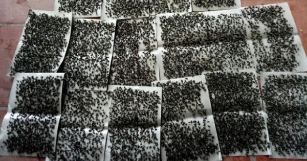 Người dân kêu trời vì ruồi tại bãi rác Nam Sơn