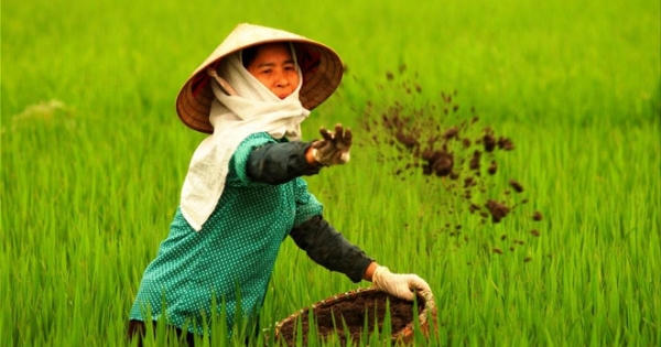 Tạm giam một Giám đốc công ty sản xuất thuốc bảo vệ thực vật giả tại Bắc Giang