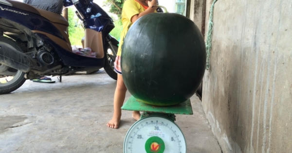 Xuất hiện dưa hấu khủng nặng hơn 17kg ở Bạc Liêu