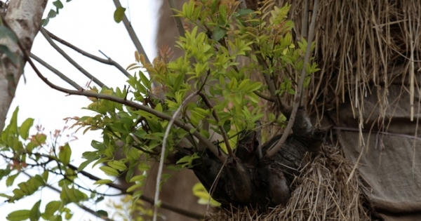 Hàng cây cổ thụ ở Hà Nội 'hồi sinh' khi chuyển đến vườn ươm