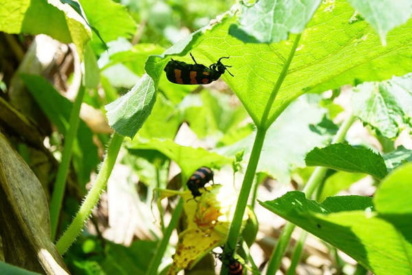 Người đàn ông ở Lào Cai tử vong sau 2 ngày ăn bọ "lạ"