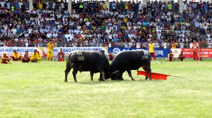 Lễ hội chọi trâu Đồ Sơn 2017: Sẽ không truyền hình trực tiếp qua tivi