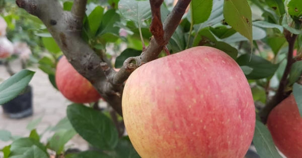 Xuống phố ngày Tết với cây cảnh 'độc lạ' Xuống phố ngày Tết với cây cảnh 'độc lạ'