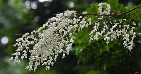 Tinh khôi sắc trắng hoa sưa