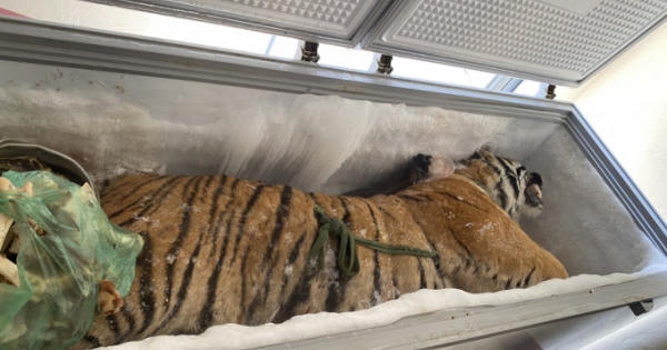 Lĩnh 2 năm tù vì tàng trữ cá thể hổ cấp đông cùng bộ xương sơn dương