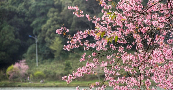 Mai Anh Đào theo mùa xuân về trên cao nguyên Măng Đen khiến vạn người ngẩn ngơ