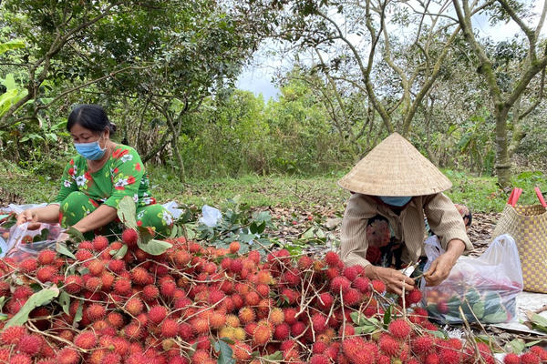 Bến Tre: Chôm chôm trái mùa được giá, nông dân phấn khởi
