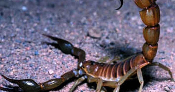 Độc đáo chiếc máy vắt “sữa” bọ cạp ở Morocco