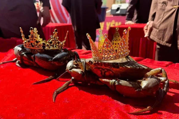 Độc đáo hội thi “Đệ nhất cua biển” tại Quảng Ninh