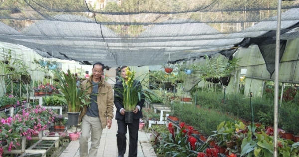 Lào Cai: Thung lũng hoa thu hàng tỷ đồng trong dịp Tết Bính Thân