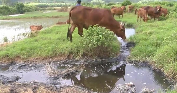 Nước thải ở nhà máy đường Tuy Hòa: Có thông số vượt ngưỡng… 16 lần