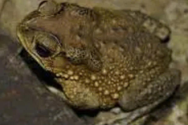 Sau khi ăn thịt cóc, 9 học sinh ở Gia Lai nhập viện cấp cứu