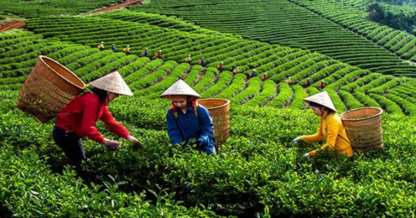 Sửa quy định về chuyển Công ty nông nghiệp 100% vốn Nhà nước thành Công ty TNHH 2 thành viên trở lên Sửa quy định về chuyển Công ty nông nghiệp 100% vốn Nhà nước thành Công ty TNHH 2 thành viên trở lên