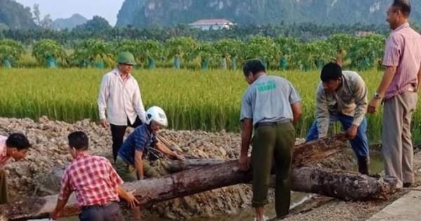 Phát hiện cọc gỗ nghìn năm tuổi bên sông Bạch Đằng Phát hiện cọc gỗ nghìn năm tuổi bên sông Bạch Đằng