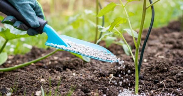 "Không có chuyện tăng giá phân bón do thiếu nguồn cung"