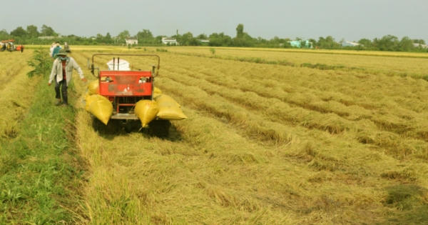 Tiền Giang: Bà con vừa chống dịch vừa ra quân thu hoạch "mùa vàng"