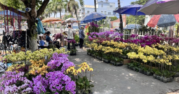 Nông dân lo lắng hoa tết vắng khách mua Nông dân lo lắng hoa tết vắng khách mua