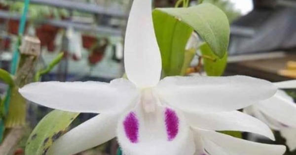 Tung hô 'lan đột biến' để làm gì?