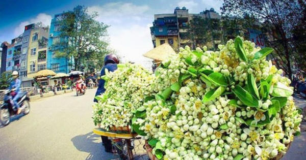 Hoa bưởi xuống phố Hoa bưởi xuống phố