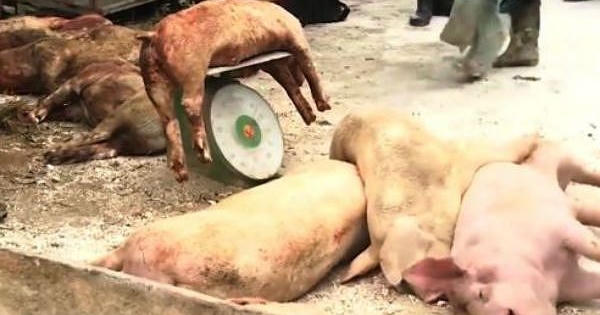 Dịch tả lợn châu Phi có nguy hiểm đến tính mạng con người?
