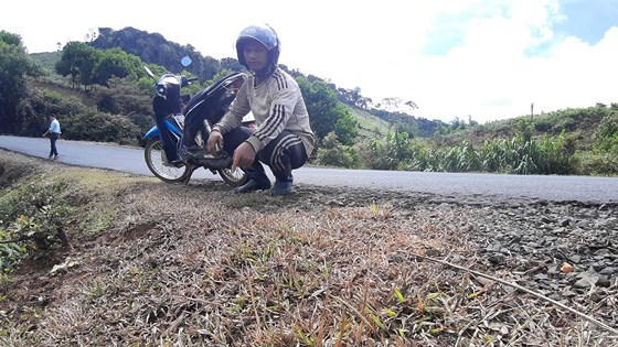 Vụ phát quang quốc lộ bằng thuốc diệt cỏ: Kiểm điểm trách nhiệm tổ chức, cá nhân có liên quan