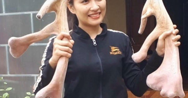 Cặp nhung hươu “siêu khủng” ở Hương Sơn, giá bán ước tính bằng vàng