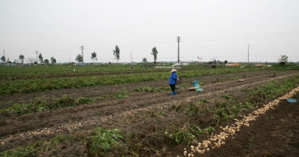 Nam Định: Nông dân điêu đứng vì khoai tây chỉ 3.000 đồng/kg