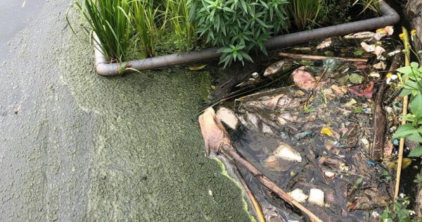 Vĩnh Phúc: Đầm Vậy ô nhiễm, đừng để như vậy nữa Vĩnh Phúc: Đầm Vậy ô nhiễm, đừng để như vậy nữa