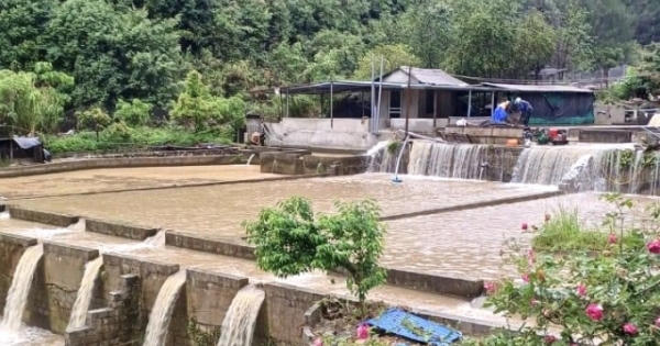 Lai Châu: Mưa lũ cuốn trôi hơn 30 tấn cá hồi tại Tam Đường