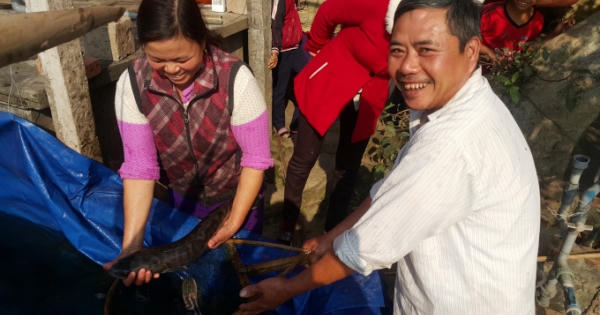 Cá lóc sạch cháy hàng dịp cận tết