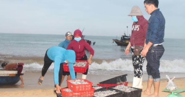 Quảng Bình: Ngư dân bãi ngang vui mừng trúng "lộc biển" những ngày đầu năm mới