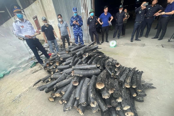 Thu giữ 547 khúc ngà voi nhập lậu tại Cảng quốc tế Lạch Huyện