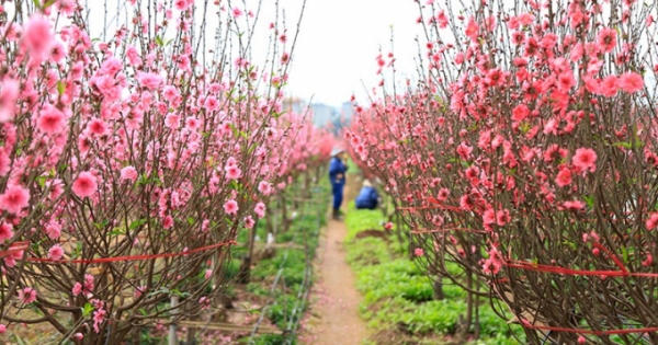 Băn khoăn phát triển du lịch gắn với hoa Băn khoăn phát triển du lịch gắn với hoa