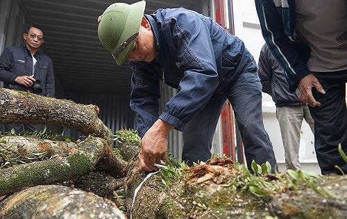 "Hồi hộp" chờ đấu giá cây sưa trăm tỷ "Hồi hộp" chờ đấu giá cây sưa trăm tỷ