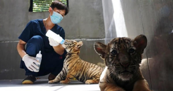 Nghề “bảo mẫu” cho những chúa sơn lâm