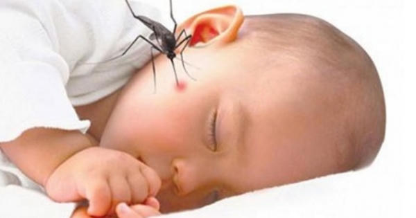 Báo động đỏ sốt xuất huyết, cần phối hợp y học cổ truyền và y học hiện đại trong phòng và điều trị bệnh