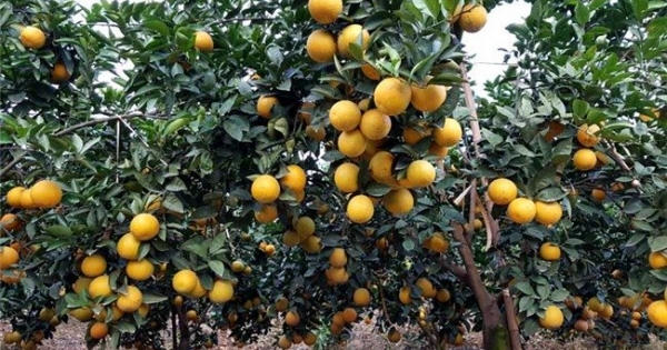 Cam, bưởi nguy cơ 'vỡ trận': Bộ đã khuyến cáo, chỉ tại dân ham Cam, bưởi nguy cơ 'vỡ trận': Bộ đã khuyến cáo, chỉ tại dân ham