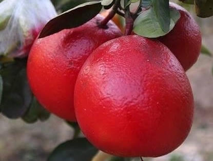 "Săn" tìm bưởi đỏ tiến vua dịp tết