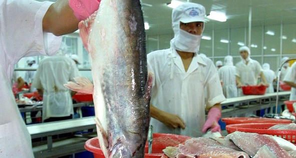 Dịch Covid-19: Nhiều đơn hàng thủy sản bị huỷ, kho lạnh hết chỗ chứa