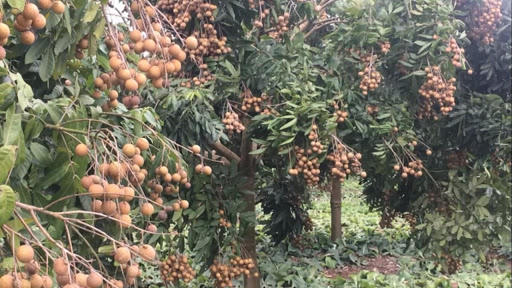 Hưng Yên: Đẩy mạnh sản xuất các sản phẩm nông nghiệp theo hướng VietGap