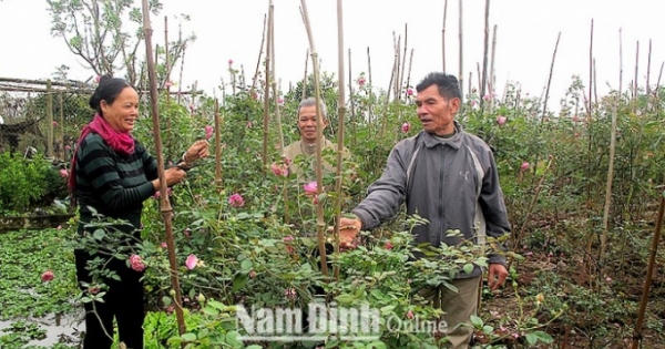 Đưa hồng cổ Sa Pa về trồng, dân làng thu hàng trăm triệu đồng/ năm