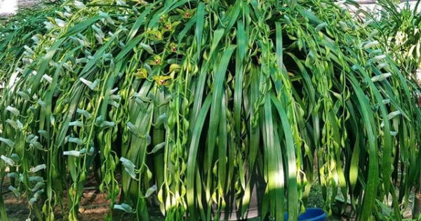 Loài lan quý chỉ nhà giàu mới dám chơi, nay được đổ đống bán rẻ như rau Loài lan quý chỉ nhà giàu mới dám chơi, nay được đổ đống bán rẻ như rau