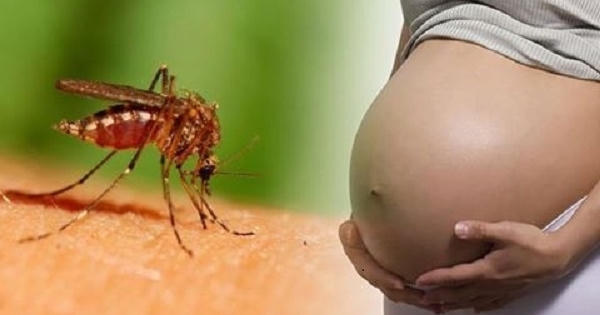 Singapore xác nhận một phụ nữ mang thai đầu tiên nhiễm vi rút zika